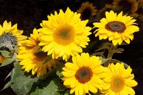 beautiful sunflower yellow flowers