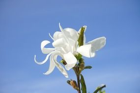 White star magnolie blossom