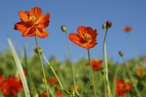 red wildflowers in the meadow