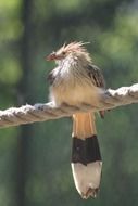 Fauna bird in nature close-up on blurred background