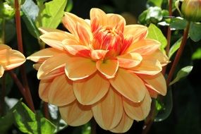 orange dahlia flower in the garden