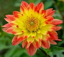 yellow red dahlia close up