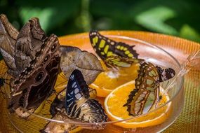 butterfly sitting on slices of oranges