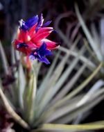 epiphyte in bloom