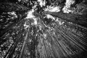 black and white photo of forest trees