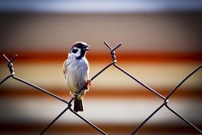 sparrow on a metal fence close up