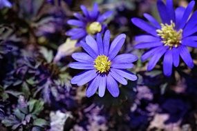 Blue balkan anemone blossoms