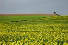 meadow with yellow flowers and green grass