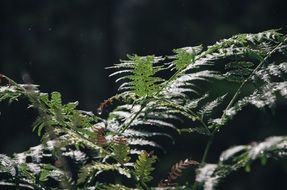 green fern rainforest