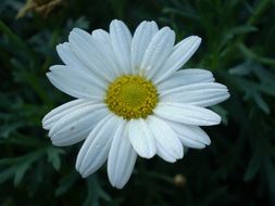 white chrysanthemum bloom