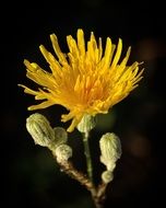 beautiful yellow flower