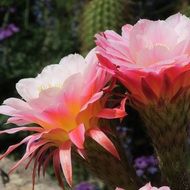 pink flowers of a blooming cactus