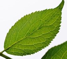 macro photo of a green leaf