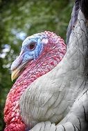 turkey with red-blue head