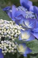 hydrangea blue blossoms