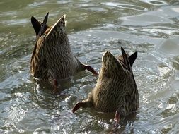 diving ducks in water