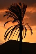 young palm tree on a dark golden sunset background