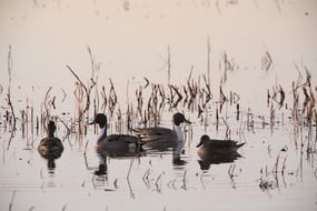 four ducks on still water