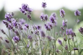 scented lavender flowers