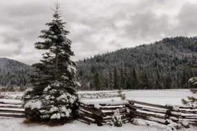 green spruce near a fence in the snow in california