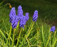 violet flower blossom bloom close plant