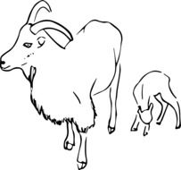 mountain goat with kid, outline
