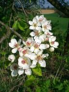 blooming branch of pear tree