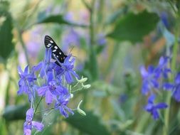 black and white butterfly is sitting on a purple flower