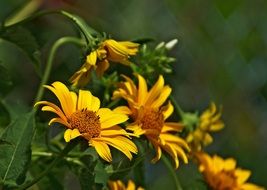 spring and summer flower garden