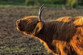 beef in scottish highlander