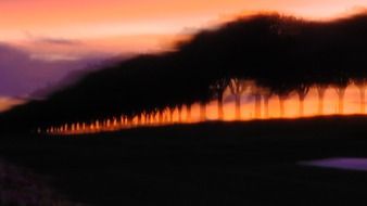 silhouettes of trees on the horizon during sunset