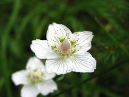 delightful hay flower
