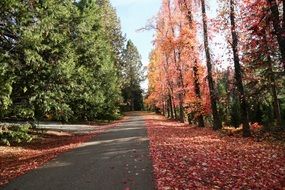 narrow asphalt road among orange autumn