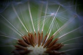 macro recording of dandelion natural flower