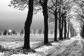 landscape of snowy trees on alley