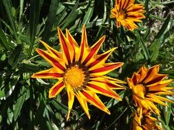 closeup photo of yellow bright flowers with pointed red petals