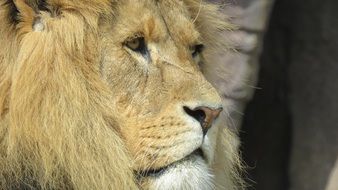 muzzle of a lion with a long mane