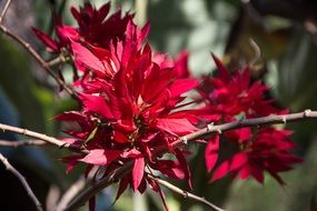 blossoming tropical plant