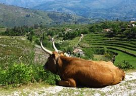 resting cattle in farmland