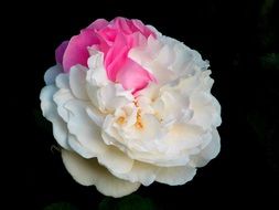 two-colored lush rose close-up