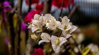 Colorful bougainvillea flowers