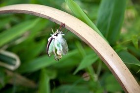 Japanese insect in the garden