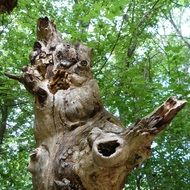 old dry forest