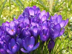 picture of the purple crocuses close-up on blurred background