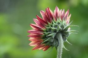 sunflower with red petals