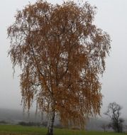 delightful birch tree nature