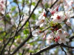 white tender spring cherry flowers