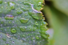 leaf water