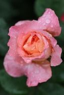 pink rose in water drops close up
