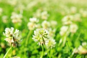 delicate flowers of clover